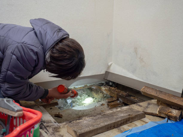 Best Mold Remediation for Rental Properties  in St Lawrence, PA