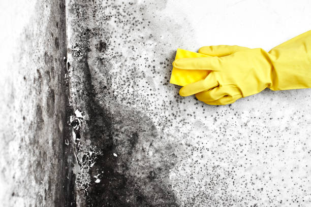 Best Biohazard Mold Removal  in St Lawrence, PA