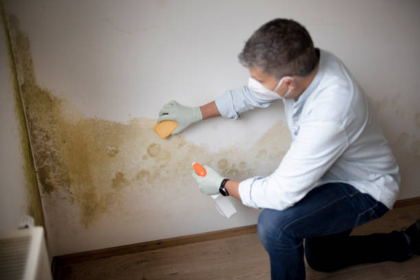 Mold Remediation for Rental Properties in St Lawrence, PA